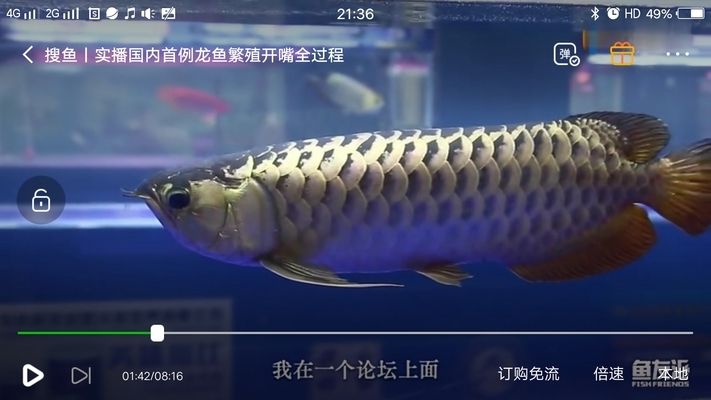 金龍魚怎么區(qū)分公母，如何區(qū)分金龍魚公母 龍魚百科 第4張