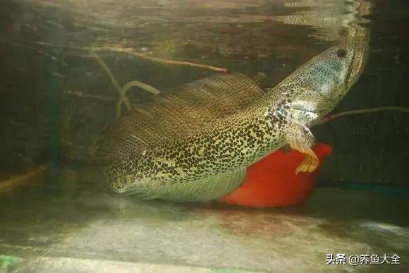 什么品種雷龍魚好看又漂亮，好看又漂亮的雷龍魚品種，雷龍魚色彩變化原因是什么 龍魚百科 第4張