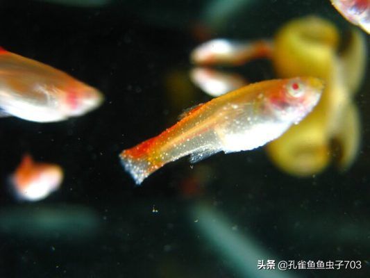 新開的魚缸多久可以養(yǎng)魚，如何判斷魚缸水質(zhì)是否穩(wěn)定 魚缸百科 第3張