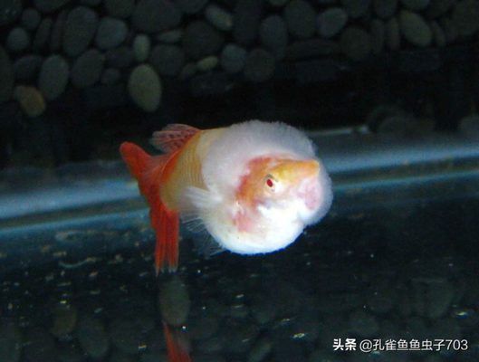 新開的魚缸多久可以養(yǎng)魚，如何判斷魚缸水質(zhì)是否穩(wěn)定 魚缸百科 第4張