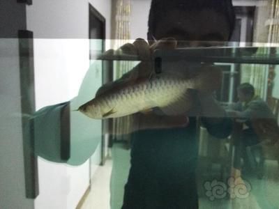 龍魚老頭魚怎么分辨，如何判斷龍魚的年齡？ 魚缸百科 第4張