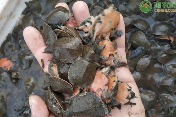 龍魚幼苗一只多少錢一條，龍魚幼苗的價格受多種因素影響