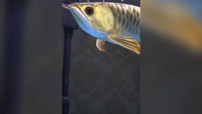 金龍魚魚缸寬度和高度是多少，金龍魚魚缸尺寸 魚缸百科 第2張