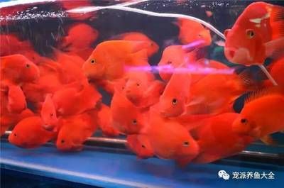 高檔觀賞魚市場(chǎng)趨勢(shì)，高檔觀賞魚市場(chǎng)發(fā)展趨勢(shì) 魚缸百科 第5張