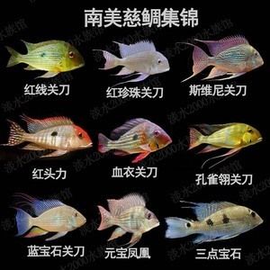 淘寶元寶鳳凰魚(yú)飼料品牌推薦，元寶鳳凰魚(yú)專(zhuān)用飼料成分解析 元寶鳳凰魚(yú)百科 第1張