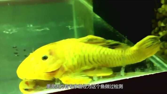 如何判斷黃金達摩魚健康，如何判斷黃金達摩魚是否健康 觀賞魚市場（混養(yǎng)魚） 第3張