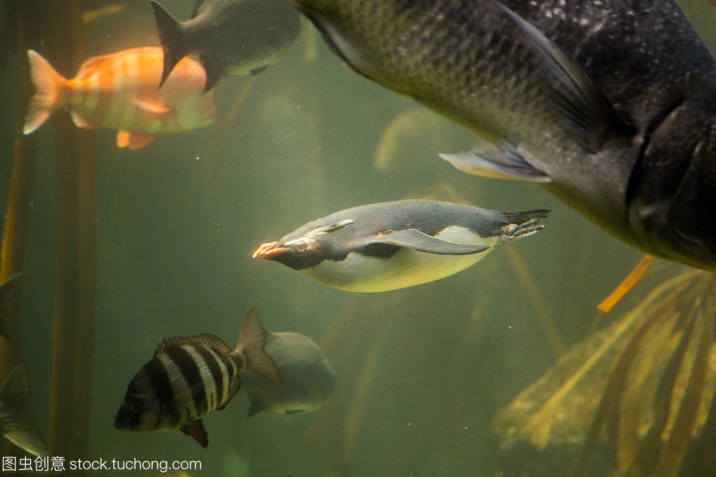 赤荔鳳冠魚食物選擇指南，赤荔鳳冠魚日常護理要點赤荔鳳冠魚食物搭配建議 觀賞魚市場（混養(yǎng)魚） 第1張