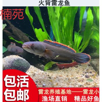 寶石魚(yú)苗疾病預(yù)防措施，寶石魚(yú)苗疾病預(yù)防措施，寶石魚(yú)苗冬季保溫方法 觀賞魚(yú)市場(chǎng)（混養(yǎng)魚(yú)） 第1張