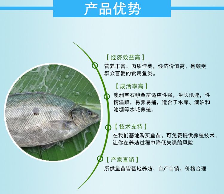 寶石魚(yú)苗疾病預(yù)防措施，寶石魚(yú)苗疾病預(yù)防措施，寶石魚(yú)苗冬季保溫方法 觀賞魚(yú)市場(chǎng)（混養(yǎng)魚(yú)） 第5張