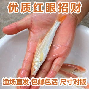 白子銀版魚幼魚專用餌料品牌推薦，白子銀版魚幼魚專用餌料 觀賞魚市場（混養(yǎng)魚） 第2張