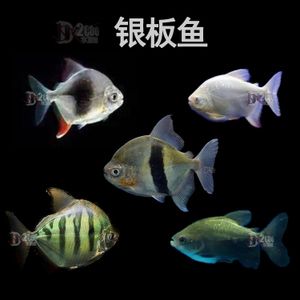 白子銀版魚幼魚專用餌料品牌推薦，白子銀版魚幼魚專用餌料 觀賞魚市場（混養(yǎng)魚） 第5張