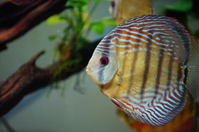 埃及神仙魚原生地光照條件，埃及神仙魚原生地光照條件是其生長和繁衍的關(guān)鍵因素之一 觀賞魚市場（混養(yǎng)魚） 第1張