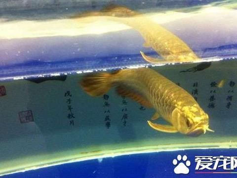 龍魚食譜營(yíng)養(yǎng)分析，如何平衡龍魚飲食營(yíng)養(yǎng),龍魚食譜中脂質(zhì)的健康影響 龍魚百科 第5張