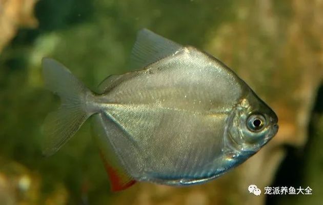 銀版魚適宜的水草種類，銀板魚適宜的水草種類 觀賞魚市場（混養(yǎng)魚） 第1張