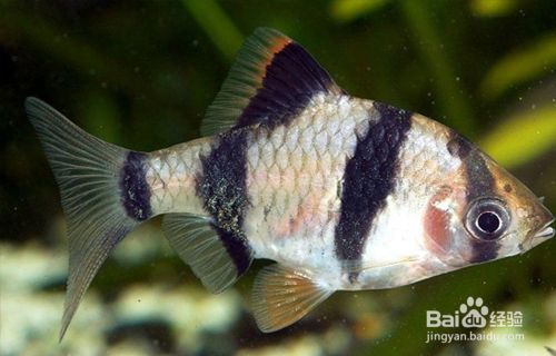 貴陽虎魚，虎魚飼養(yǎng)技巧有哪些，