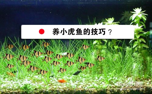 貴陽虎魚，虎魚飼養(yǎng)技巧有哪些， 虎魚百科 第5張