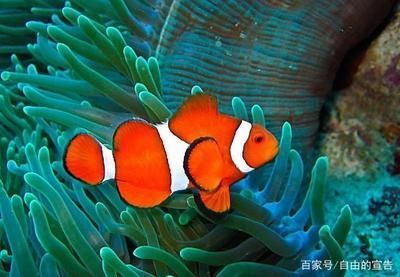 冬季養(yǎng)魚水溫控制技巧，冬季養(yǎng)魚水溫控制技巧：冬季養(yǎng)魚水溫控制技巧 觀賞魚市場（混養(yǎng)魚） 第5張