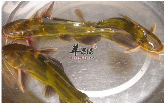 黃鰭鯧魚飼料營養(yǎng)搭配，黃鰭鯧魚飼料的營養(yǎng)搭配 魚缸百科 第1張