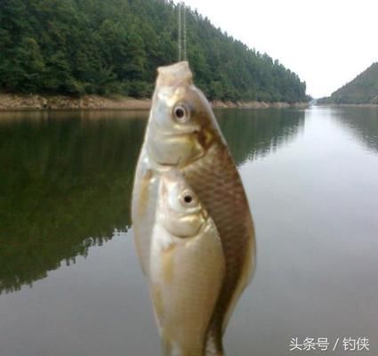 巴西亞魚繁殖期餌料保存技巧，巴西亞魚繁殖餌料自制技巧,繁殖期餌料保存常見誤區(qū) 觀賞魚市場（混養(yǎng)魚） 第3張