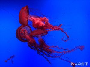 烏魯木齊水族館，烏魯木齊水族館特色展覽介紹繽紛水族館特色展覽介紹 魚缸百科 第1張