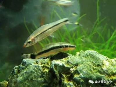 新加坡紅龍魚圖片大全高清版，新加坡紅龍魚是什么魚，如何鑒別新加坡紅龍魚健康狀況 水族問答