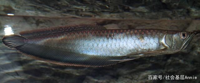 龍魚有幾個(gè)顏色，如何挑選優(yōu)質(zhì)龍魚，龍魚顏色與品種的關(guān)系 龍魚百科 第4張