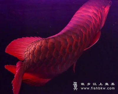 龍魚進(jìn)口限制多少錢一條，龍魚的進(jìn)口價格是多少？ 魚缸百科 第5張