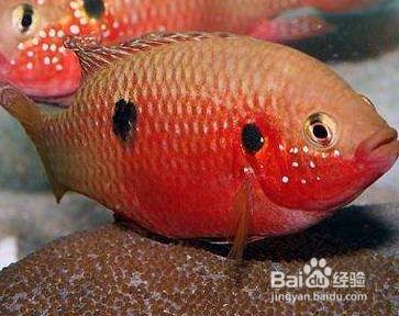 寶石魚(yú)苗光照周期調(diào)整技巧 觀賞魚(yú)市場(chǎng)（混養(yǎng)魚(yú)） 第3張