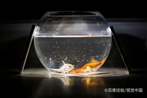 魚缸水很多泡沫，魚缸水中出現(xiàn)泡沫可能是由多種原因引起的，解決方法及解決方法 魚缸百科 第6張