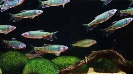 馬拉莫寶石魚混養(yǎng)注意事項，馬拉莫寶石魚混養(yǎng)需要注意什么？ 觀賞魚市場（混養(yǎng)魚） 第3張