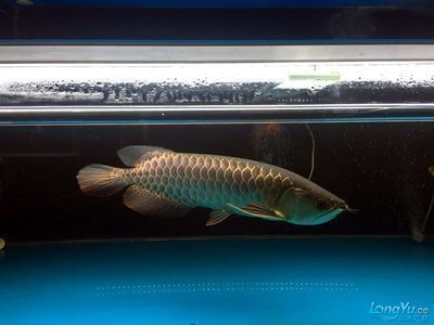 金龍魚最佳配魚，金龍魚混養(yǎng)食物選擇指南金龍魚混養(yǎng)水質(zhì)管理技巧 龍魚百科 第2張