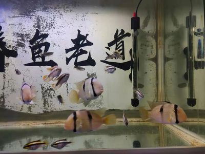 觀賞魚品種創(chuàng)新案例，七彩神仙魚新品種培育 觀賞魚市場（混養(yǎng)魚） 第3張