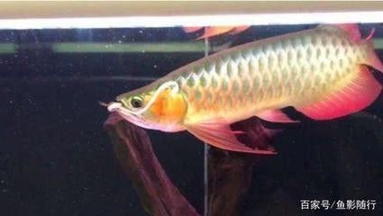 龍魚(yú)在多少度下會(huì)死，龍魚(yú)在水溫低于16℃到18℃時(shí)面臨生命危險(xiǎn)，龍魚(yú)水溫過(guò)高怎么辦 龍魚(yú)百科 第5張