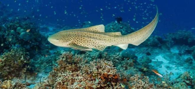 鯊魚(yú)卵生繁殖的具體案例，探討鯊魚(yú)卵生繁殖的具體案例 觀賞魚(yú)市場(chǎng)（混養(yǎng)魚(yú)） 第1張