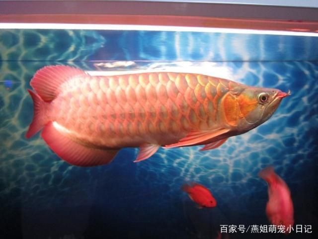 什么品種的龍魚最貴最好養(yǎng)，世界上最貴的龍魚品種血紅龍和辣椒紅龍魚飼養(yǎng)難度解析 龍魚百科 第4張