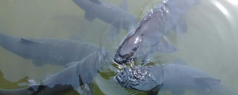 青龍魚能長多大一條魚，青龍魚生長速度受哪些因素影響青龍魚健康成長的重要因素 龍魚百科 第3張