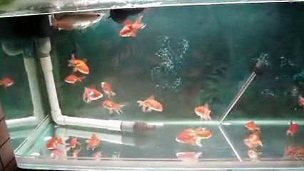 龍魚缸需要加鹽嗎，養(yǎng)龍魚時(shí)一般不需要在魚缸里放鹽，但如何正確測(cè)量魚缸鹽度 魚缸百科 第2張