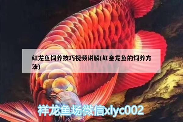 紅勾銀版魚繁殖條件探究，紅勾銀版魚繁殖水質(zhì)管理技巧 觀賞魚市場（混養(yǎng)魚） 第4張