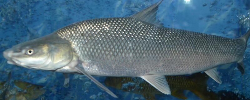 紅勾銀版魚繁殖條件探究，紅勾銀版魚繁殖水質(zhì)管理技巧 觀賞魚市場（混養(yǎng)魚） 第5張