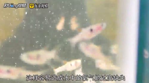 細線銀板魚苗日常飼料選擇，細線銀板魚苗的日常飼料選擇需考慮其雜食性特點 觀賞魚市場（混養(yǎng)魚） 第4張