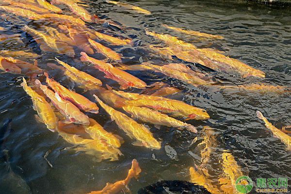 龍魚喂養(yǎng)顆粒飼料怎么喂的，如何喂養(yǎng)龍魚顆粒飼料 龍魚百科 第3張