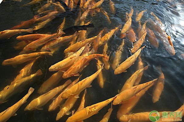 龍魚喂養(yǎng)顆粒飼料怎么喂的，如何喂養(yǎng)龍魚顆粒飼料 龍魚百科 第5張