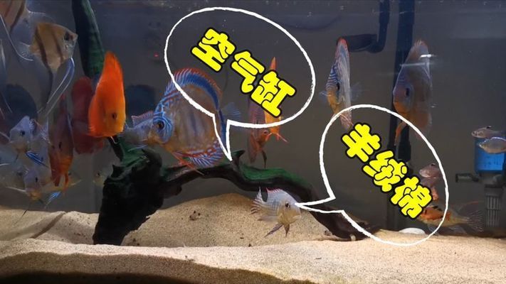 魚缸羊絨棉怎么洗，魚缸羊絨棉晾干技巧魚缸過濾棉更換周期魚缸維護(hù)常見問題 魚缸百科 第4張