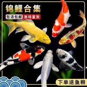 龍鳳鯉魚(yú)，龍鳳鯉魚(yú)的市場(chǎng)價(jià)格 魚(yú)缸百科 第1張