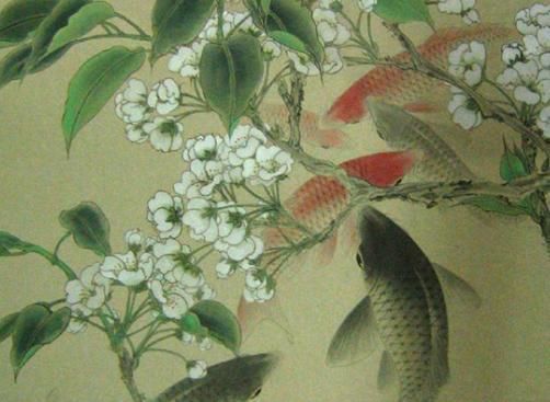 龍鳳鯉魚(yú)，龍鳳鯉魚(yú)的市場(chǎng)價(jià)格 魚(yú)缸百科 第4張