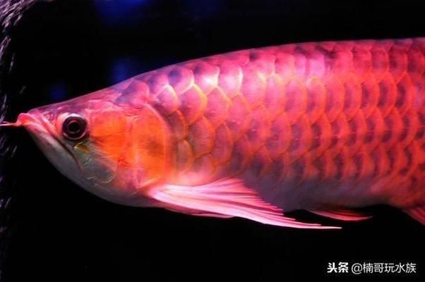 史上最貴的龍魚品種排名，史上最貴的龍魚品種排名，你知道幾個？ 龍魚百科 第5張