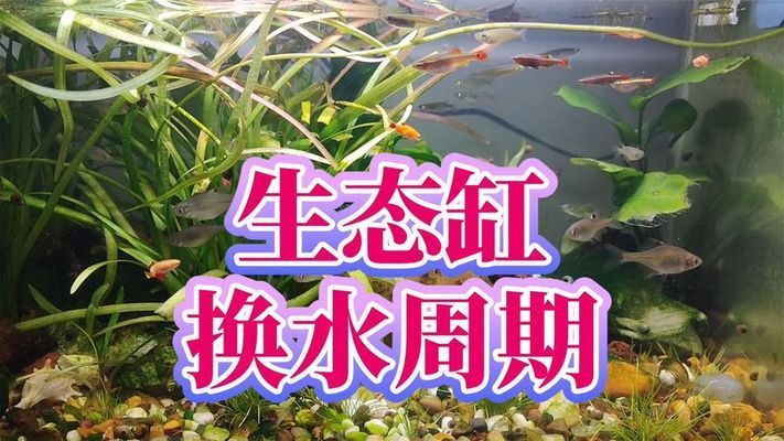 沒有過濾的魚缸多久換水一次，夏季魚缸換水注意事項 魚缸百科 第1張