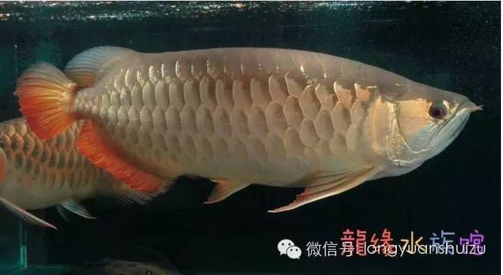 龍魚龍魚，龍魚養(yǎng)殖技巧，龍魚品種鑒別方法 龍魚百科 第4張