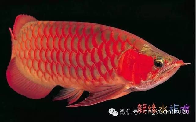 龍魚龍魚，龍魚養(yǎng)殖技巧，龍魚品種鑒別方法 龍魚百科 第5張