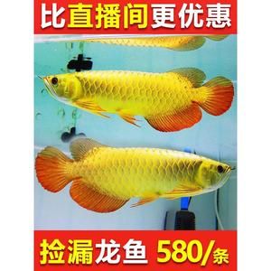 金龍魚幼苗什么地方有賣的，金龍魚幼苗在線購買指南 龍魚百科 第3張